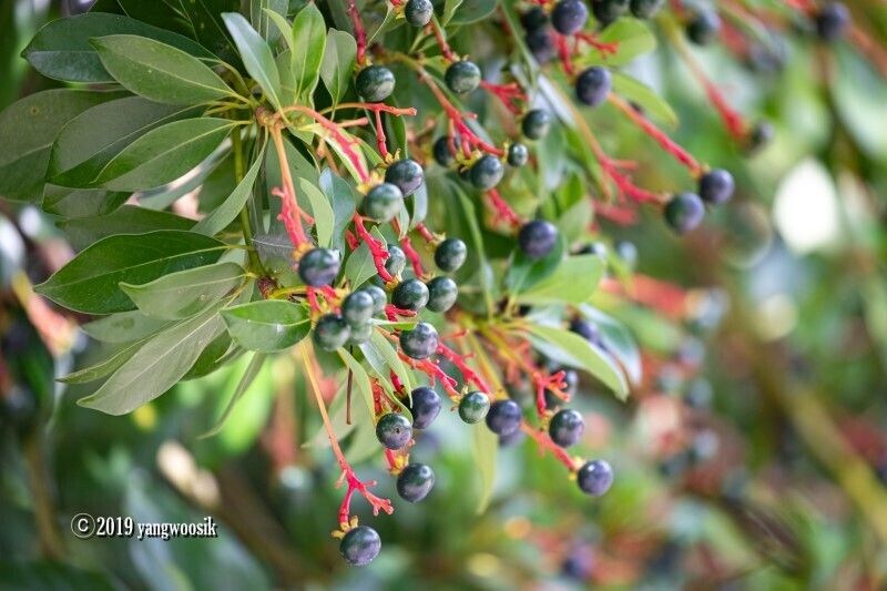 울릉도 호박엿의 진실_3.jpg