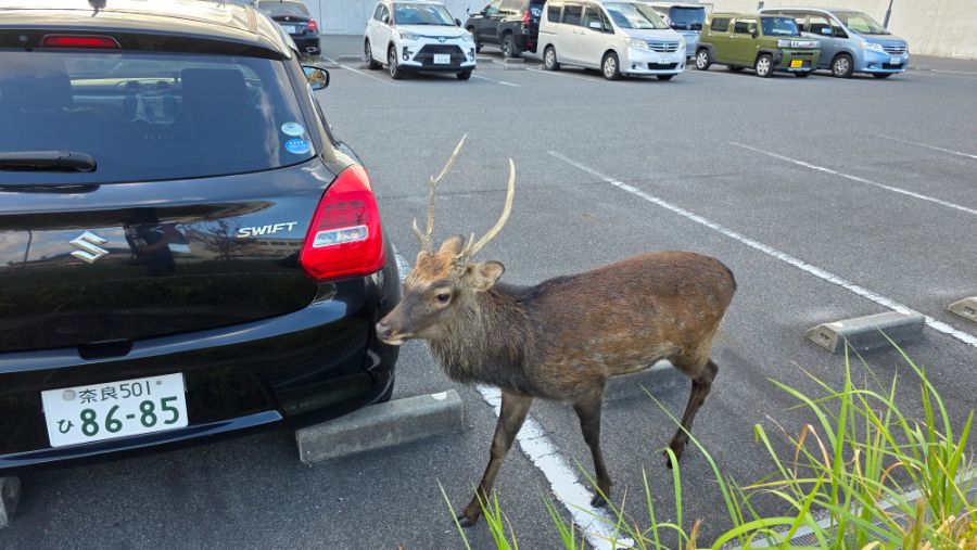 [일본] 나라 덕질 여행기! 나라에서 사슴말고 덕질 탐방! (초스압)_60.jpg