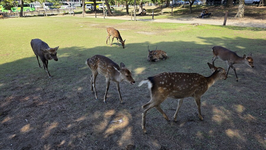 [일본] 나라 덕질 여행기! 나라에서 사슴말고 덕질 탐방! (초스압)_4.jpg