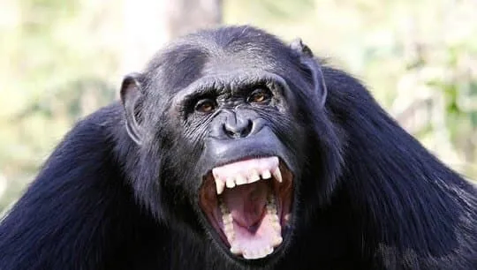 오오! 드높은 지성이시여!_1.webp