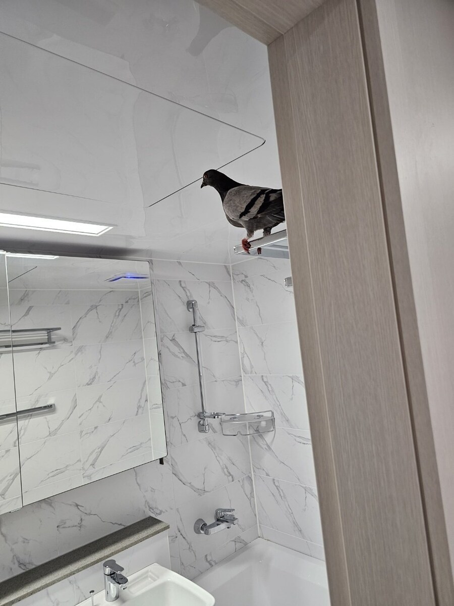 마침내 관측에 성공했다는 새끼 비둘기_1.jpg