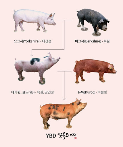 한국에서 소비되는 돼지고기 특.jpg_2.jpg