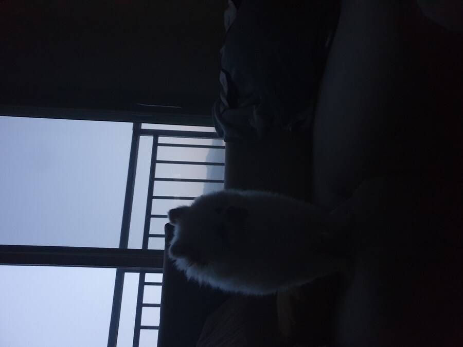 일본 트위터에서 유행중인 강아지 사진 물타기_1.jpg