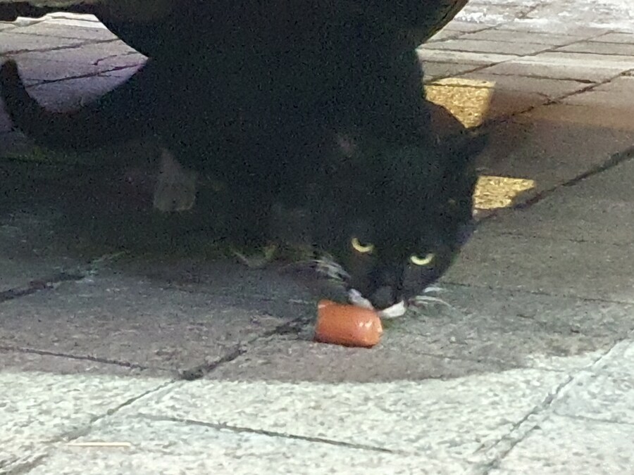 데빌냐랑 공명하던 고양이_1.jpg