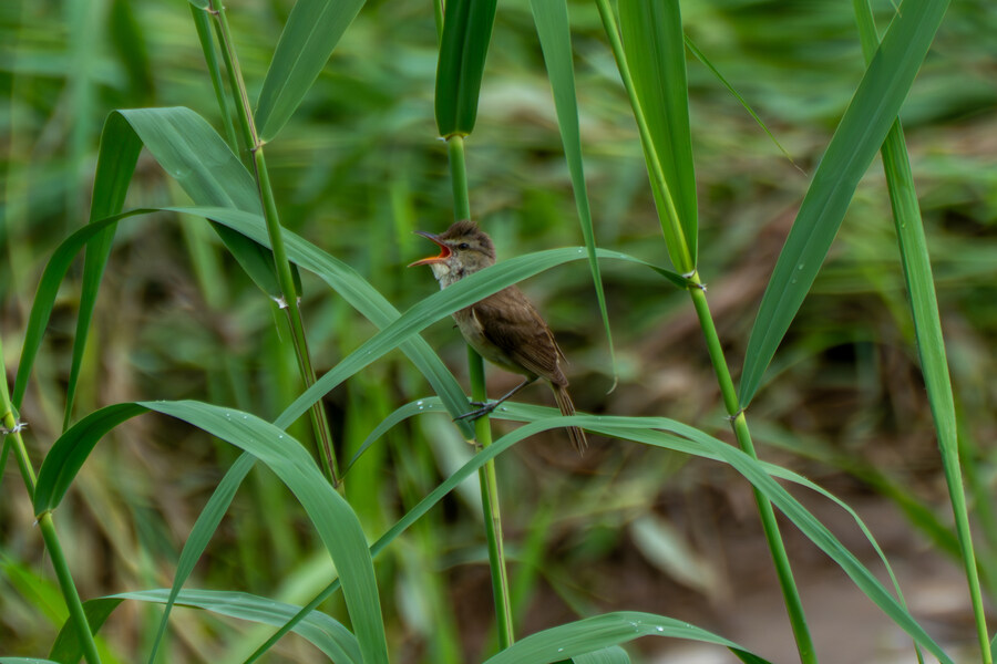 7월 폭우가 내린뒤 창릉천_1.jpg