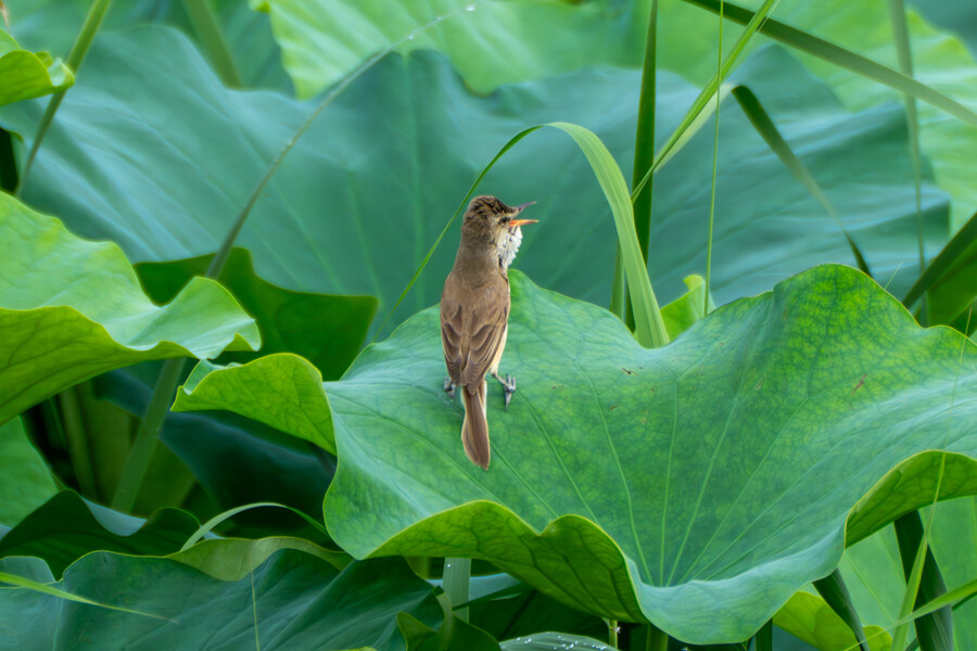 7월 폭우가 내린뒤 창릉천_3.jpg