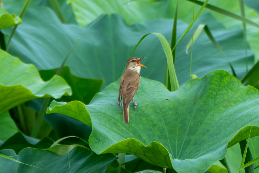 7월 폭우가 내린뒤 창릉천_5.jpg