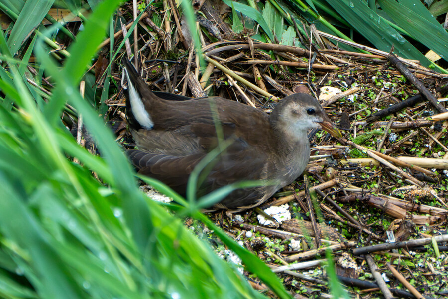 7월 폭우가 내린뒤 창릉천_6.jpg