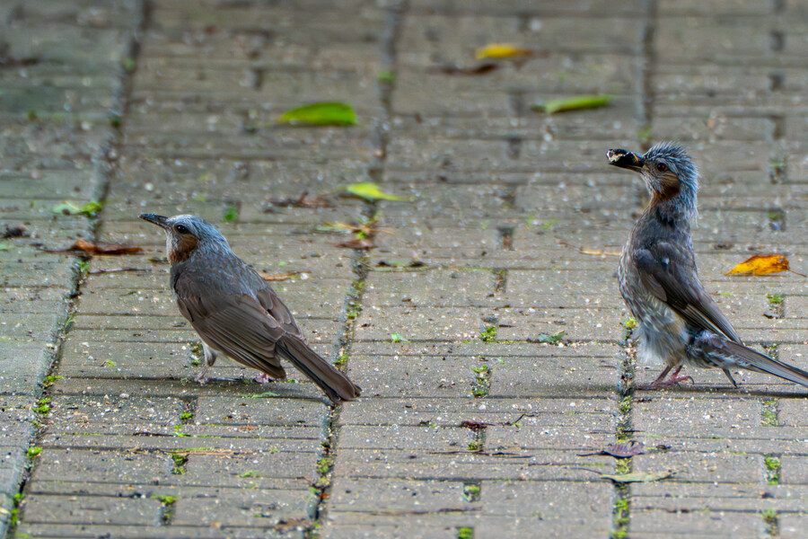 7월 폭우가 내린뒤 창릉천_9.jpg