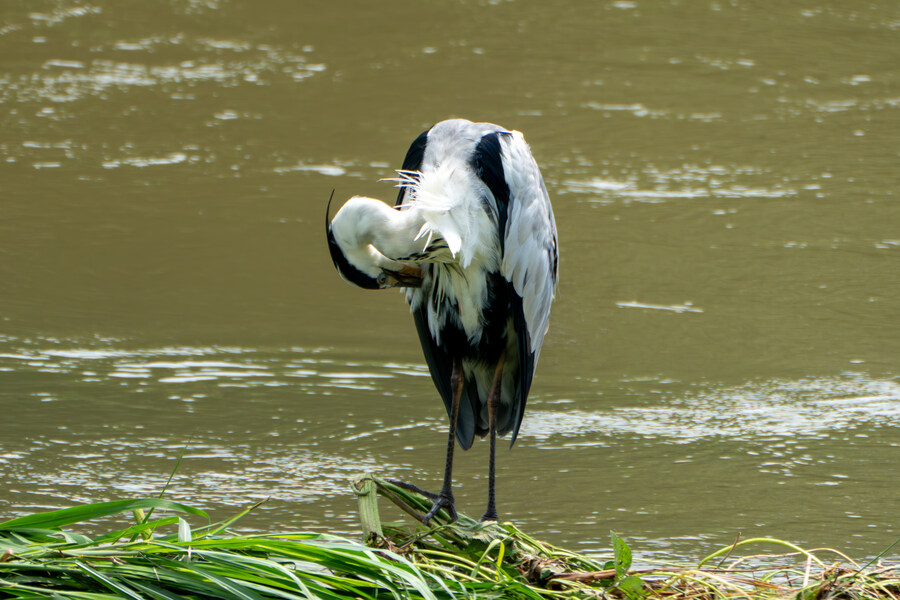 7월 폭우가 내린뒤 창릉천_11.jpg