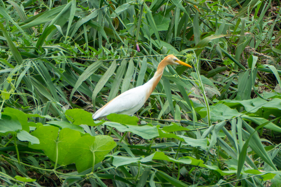 7월 폭우가 내린뒤 창릉천_16.jpg