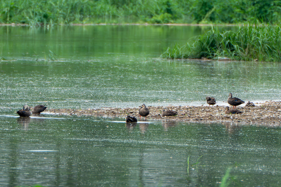7월 폭우가 내린뒤 창릉천_18.jpg