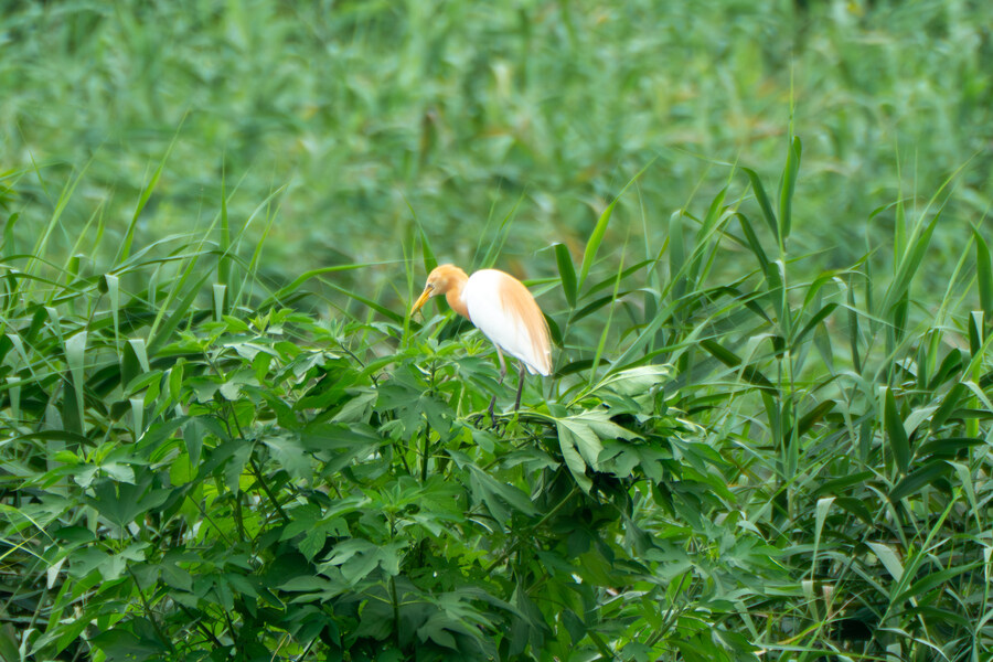 7월 폭우가 내린뒤 창릉천_17.jpg