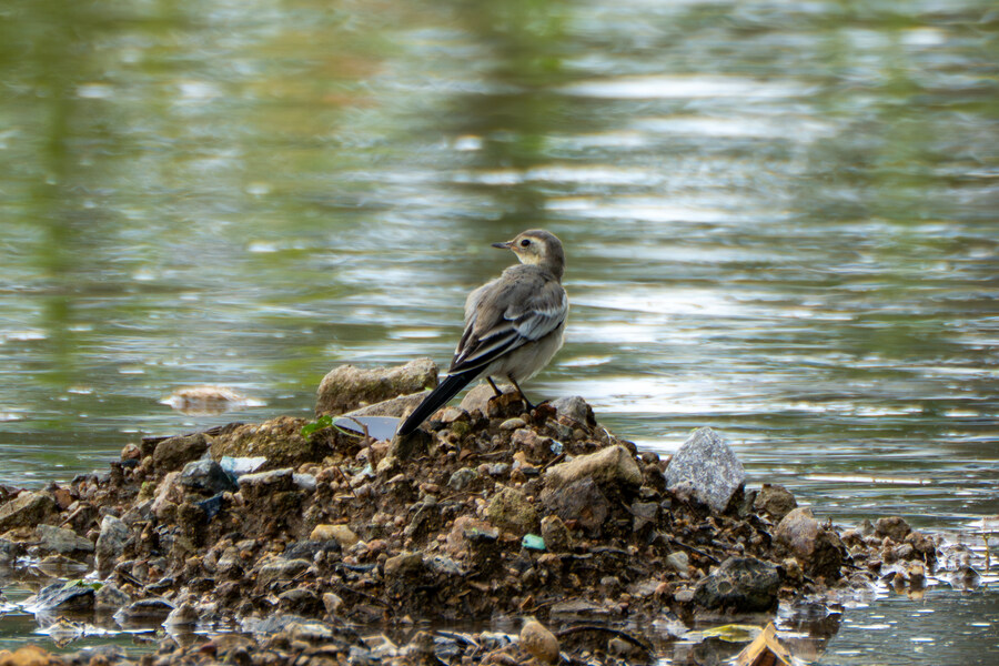 7월 폭우가 내린뒤 창릉천_20.jpg