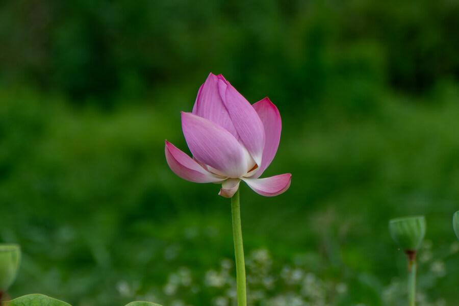 7월 폭우가 내린뒤 창릉천_22.jpg
