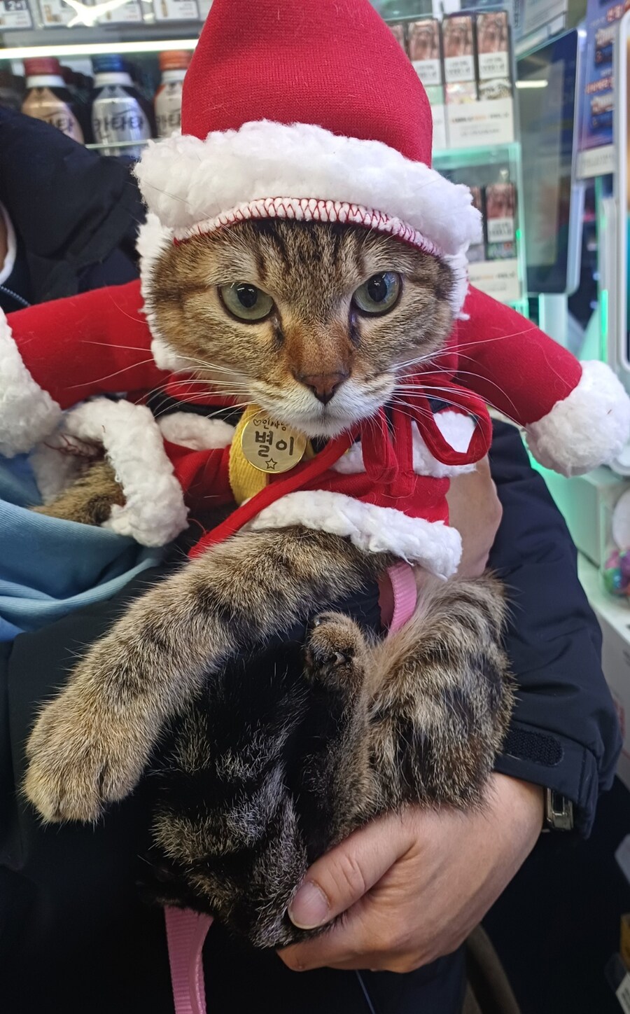 편의점 들렀다가 예쁜 고양이 봄_1.jpg