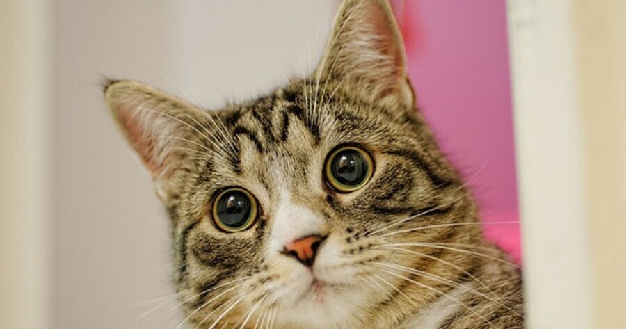 현존하는 가장 오래된 한국 영화 이야기.movie_3.jpg