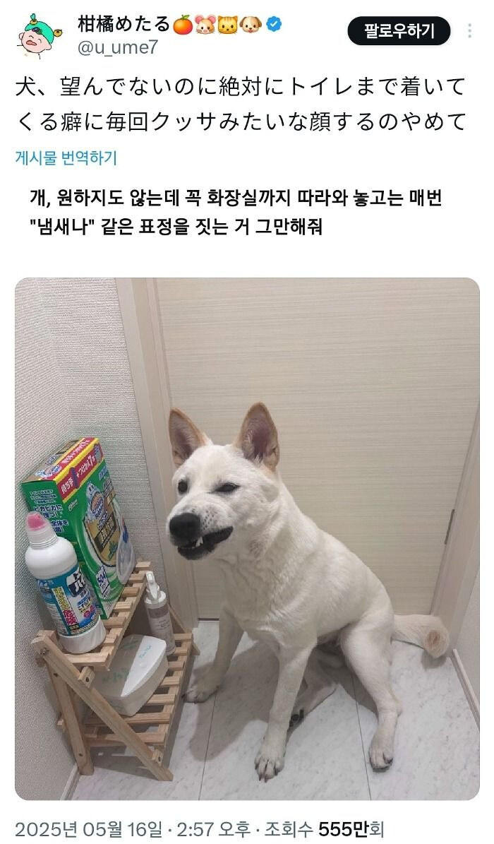 화장실 갈 때 꼭 따라오는 강아지_1.jpg