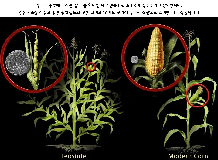 감자, 고구마의 조상을 찾기 어려웠던 이유_5.png