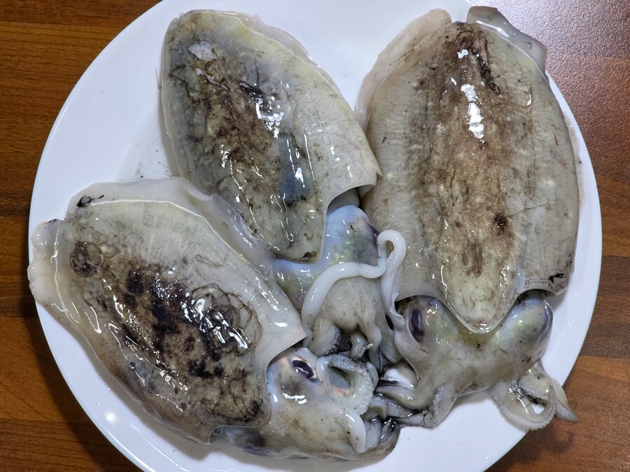 생물 갑오징어_2.png