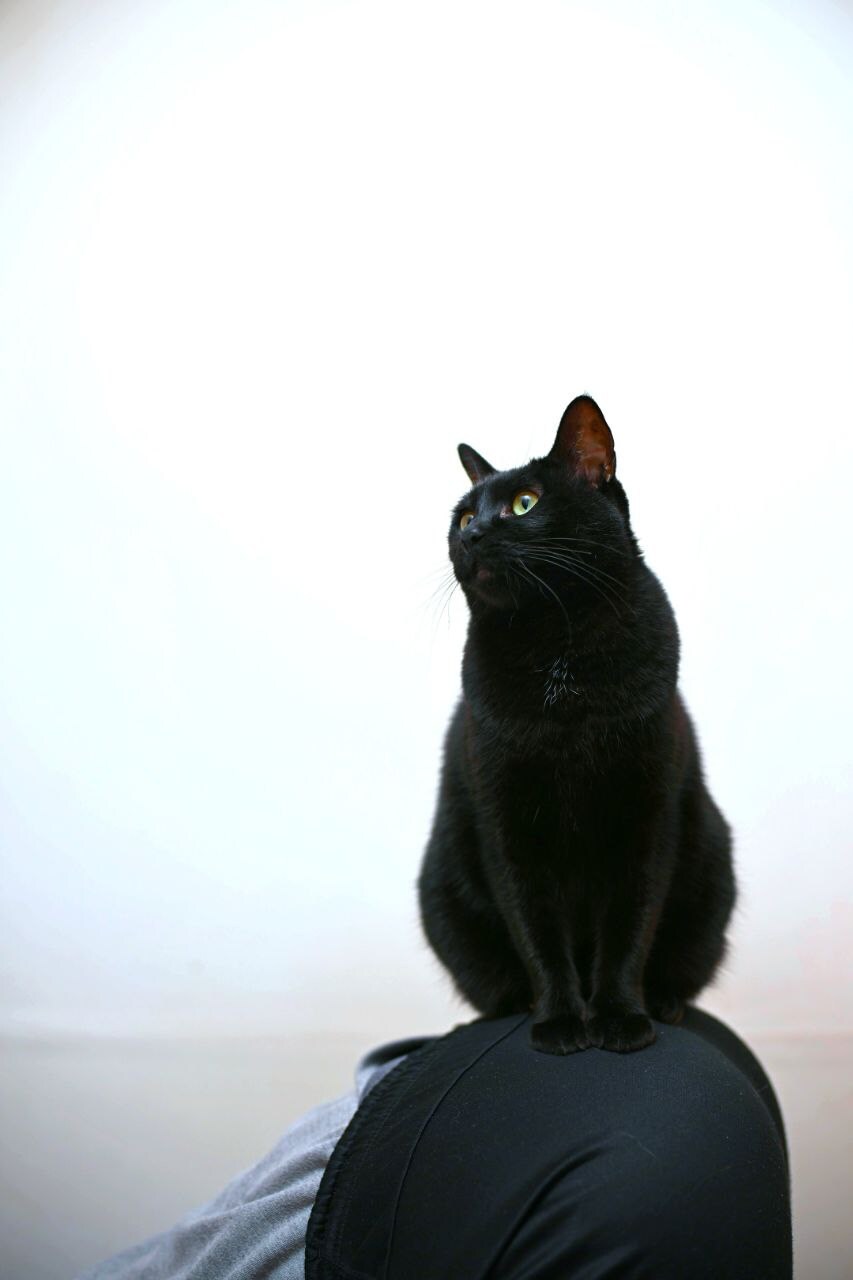 인기없는 검은 고양이는..._5.jpg