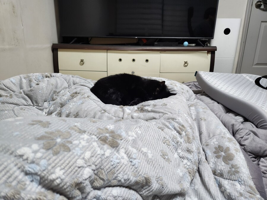 인기없는 검은 고양이는..._3.jpg