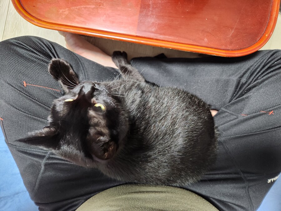 인기없는 검은 고양이는..._6.jpg