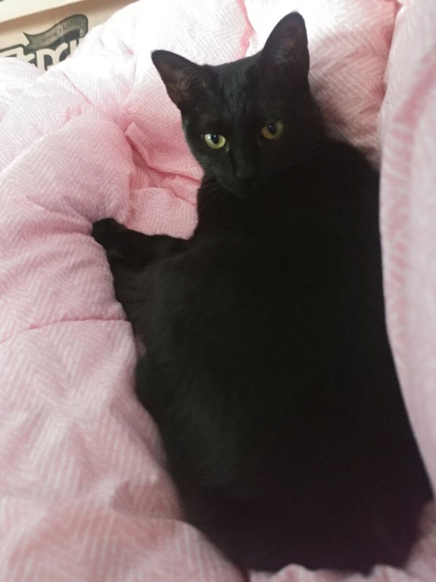 인기없는 검은 고양이는..._8.jpg