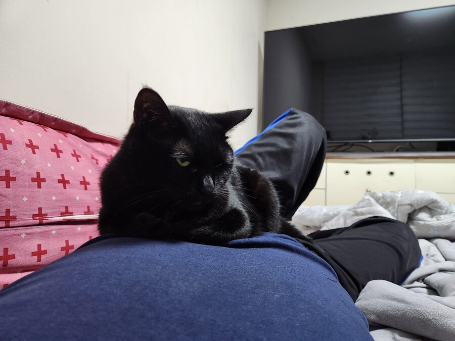 인기없는 검은 고양이는..._10.jpg