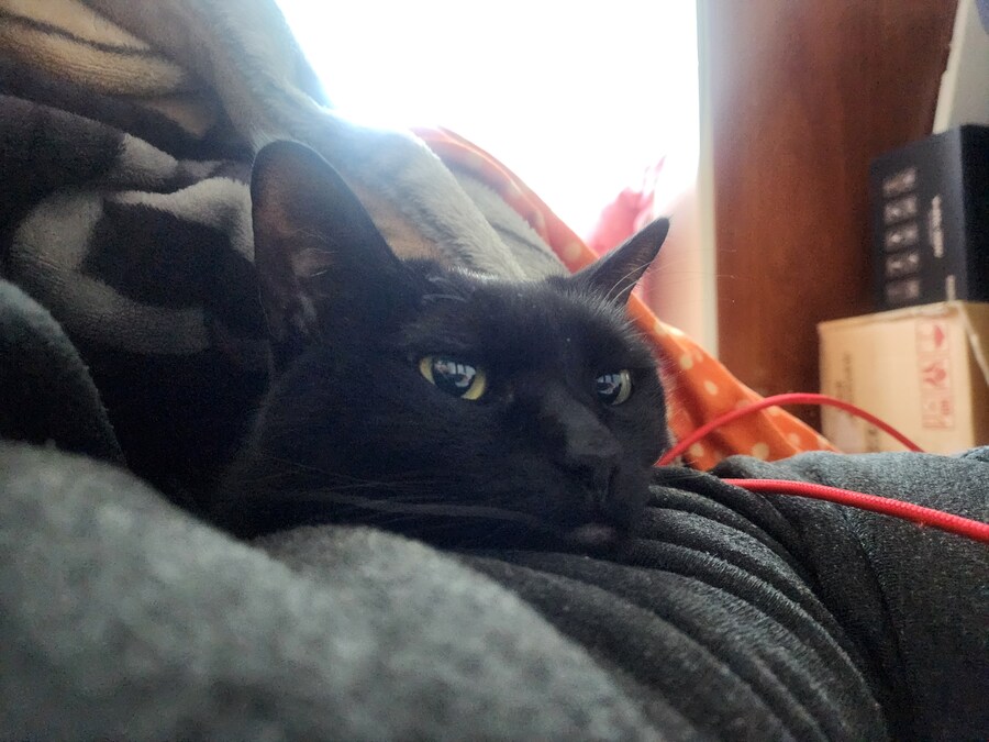 인기없는 검은 고양이는..._17.jpg