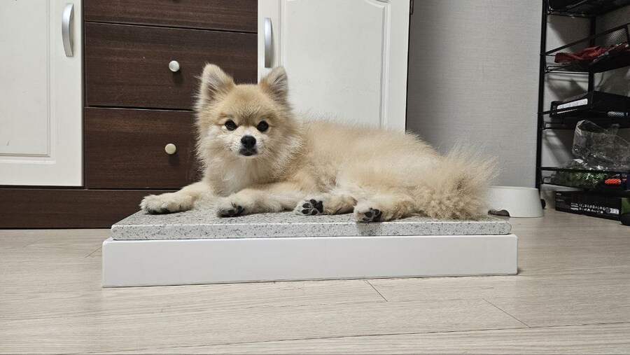 우리 멍멍이는 이러고 자_5.jpg