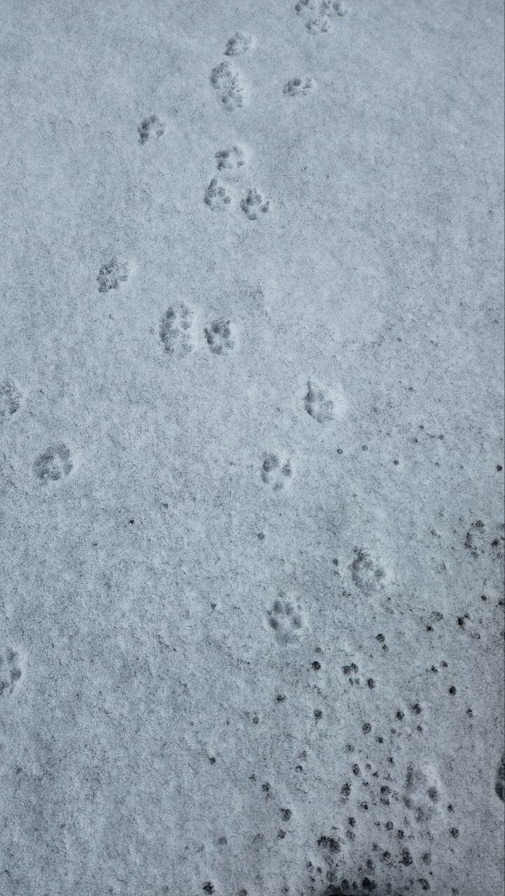 우리 멍멍이는 이러고 자_8.jpg