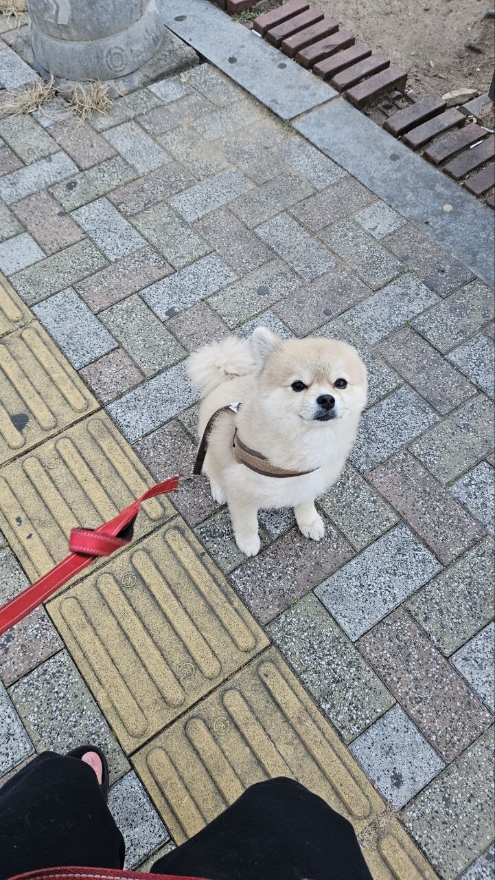 우리 멍멍이는 이러고 자_9.jpg