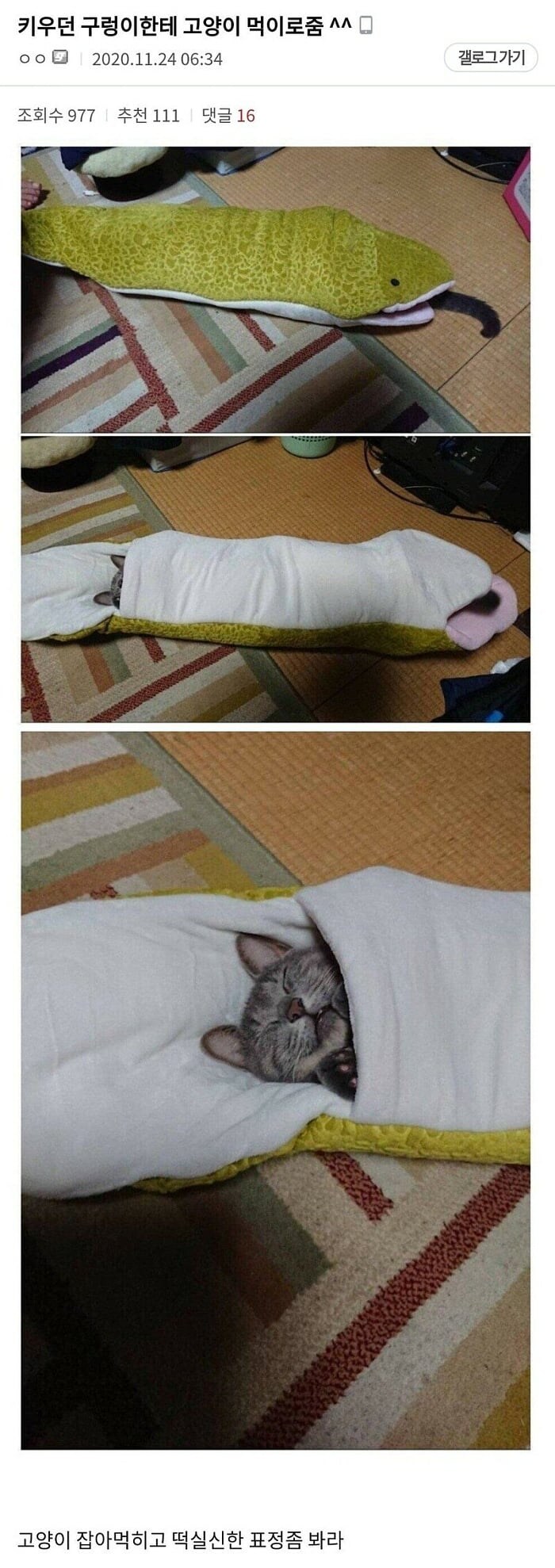 혐)뱀에게 통째로 먹힌 고양이의 최후_1.jpg