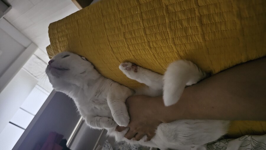 고양이 쪼물딱쪼물딱 하는중_4.jpg