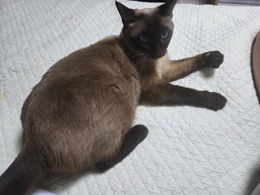 압력밥솥으로 모카빵 구웠습니다!!_7.jpg