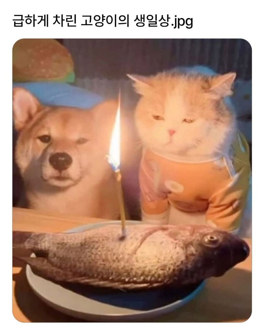 급하게 준비한 고양이 생일상_1.jpg