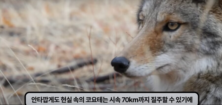 쇼츠등으로 많은 사람들이 속고 있는 로드러너 AI 영상_5.png