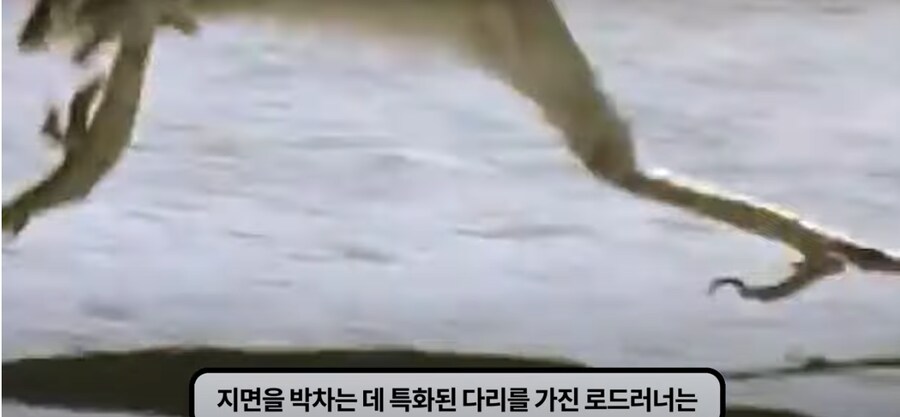 쇼츠등으로 많은 사람들이 속고 있는 로드러너 AI 영상_2.png