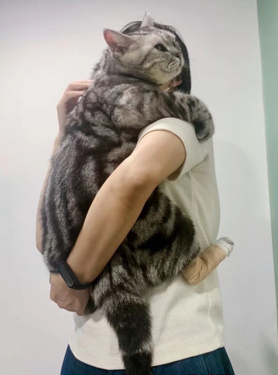 고양이: 히잉...뒷발이 아파요, 안아줘요 🐈_1.jpg