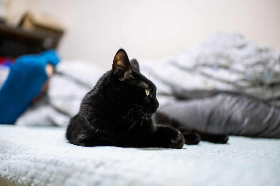 글 올리니 고양이 사진이나 올리라고..._2.jpg