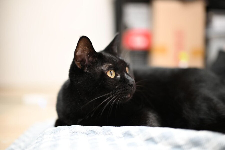 글 올리니 고양이 사진이나 올리라고..._5.jpg