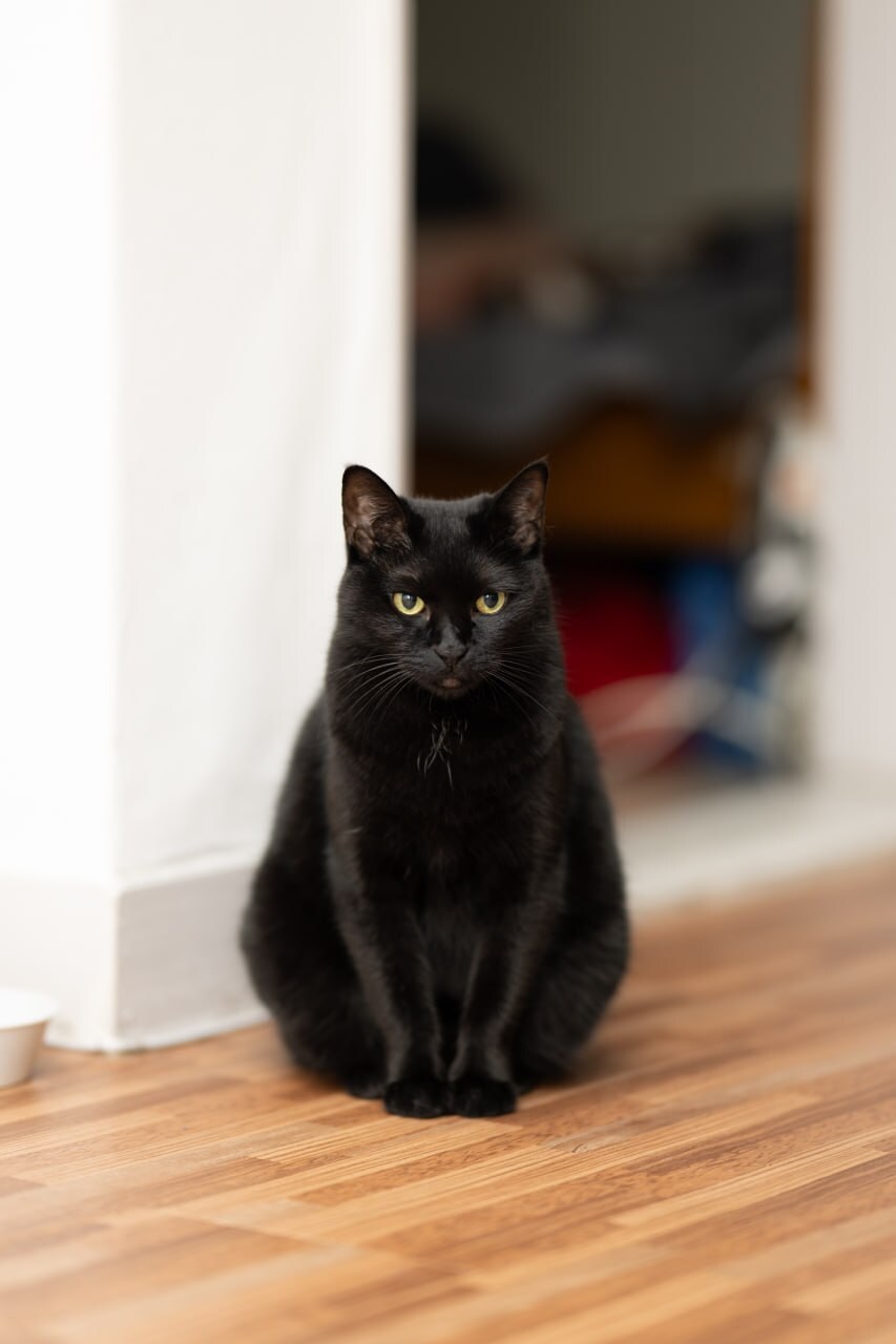 글 올리니 고양이 사진이나 올리라고..._7.jpg