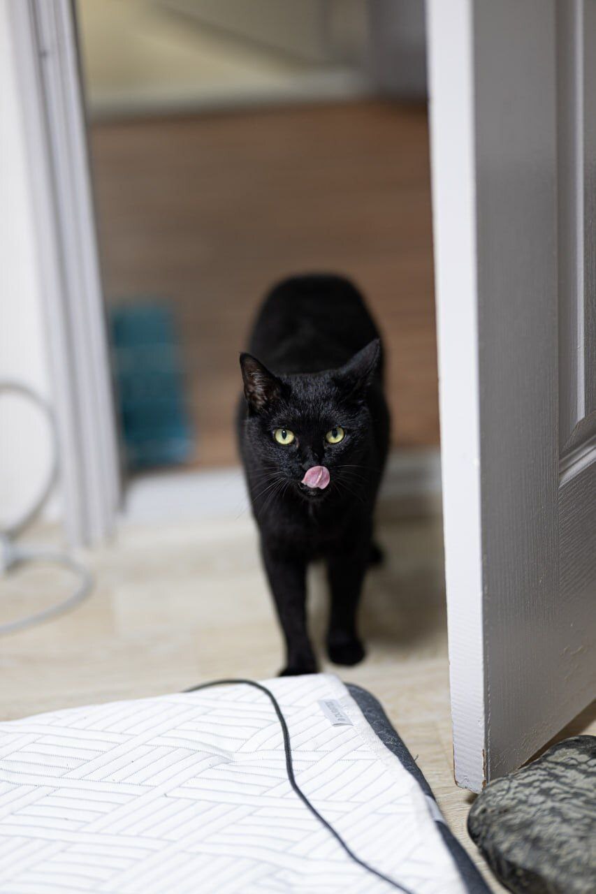 글 올리니 고양이 사진이나 올리라고..._13.jpg