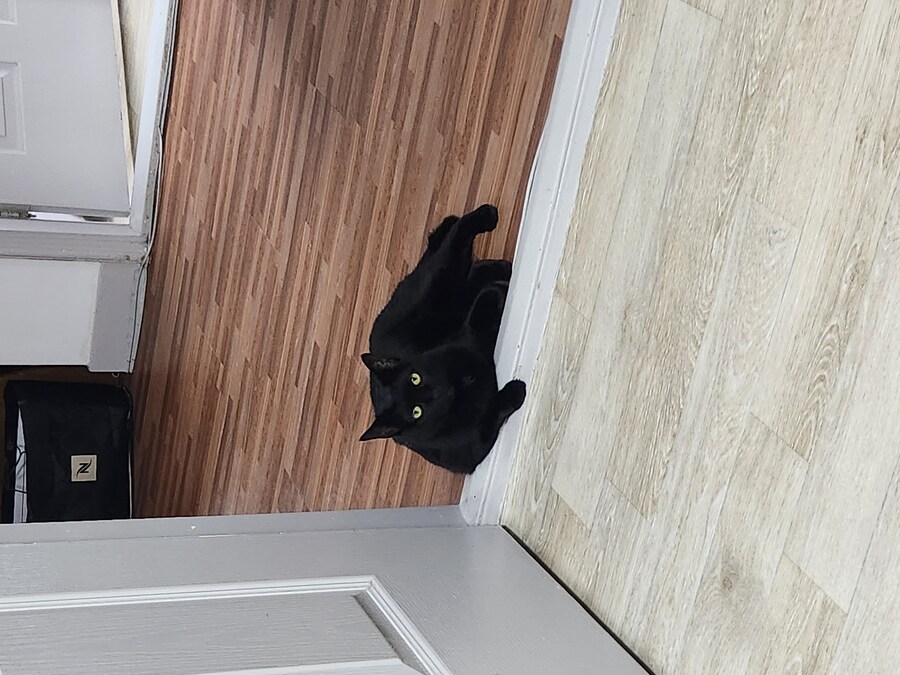 글 올리니 고양이 사진이나 올리라고..._18.jpg