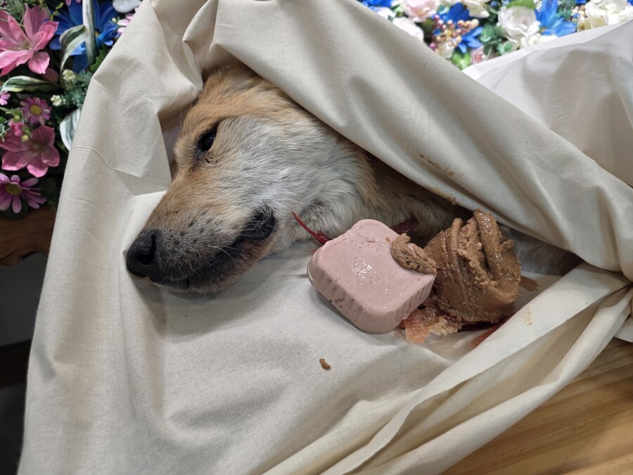 오늘 가족이 강아지 별로 떠났서....._2.jpg