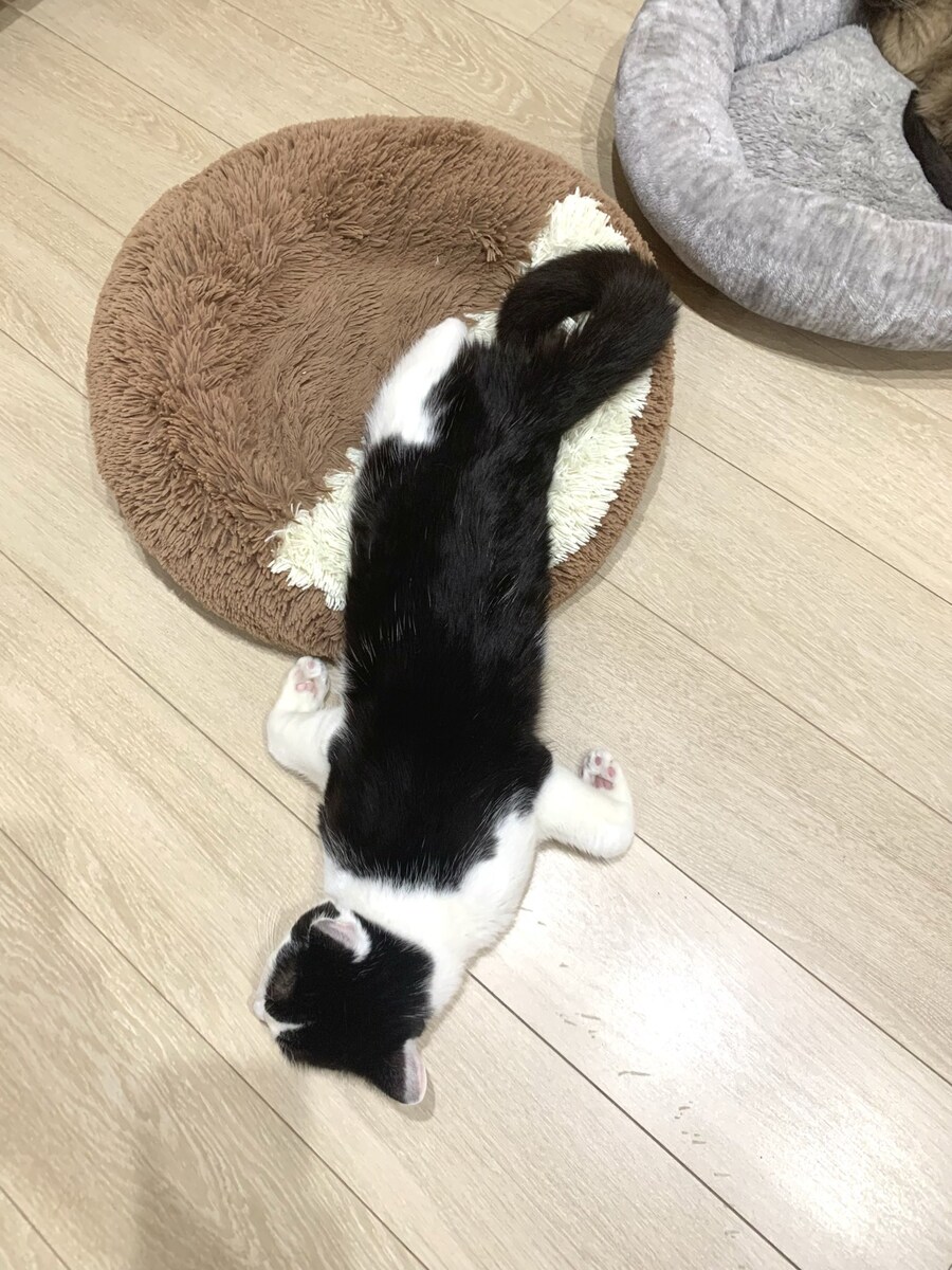 신기하게 자는 고양이.jpg_2.jpg