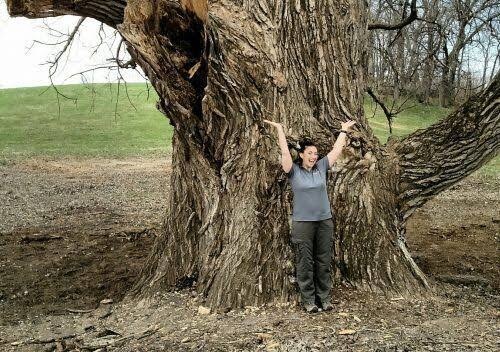 존나 빨리 자라는 대신 존나 무른 나무_5.jpg