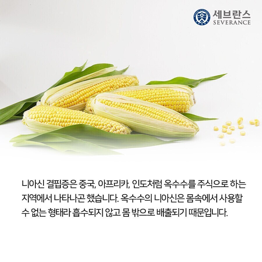 혐주의)조선에서 옥수수가 주식이 될 수 없었던 이유_2.jpg