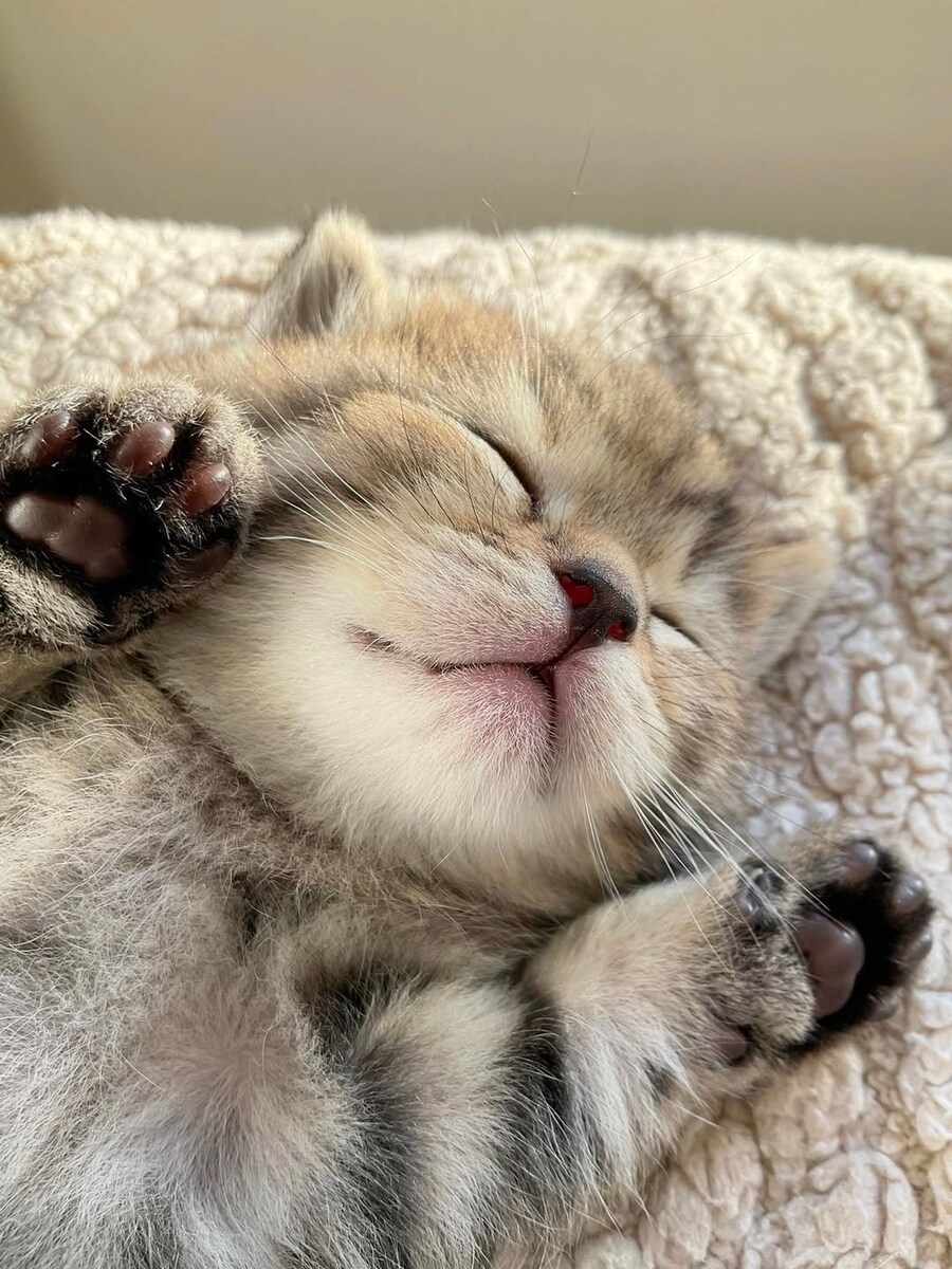 잠자는 귀요미 아깽이..._2.jpg